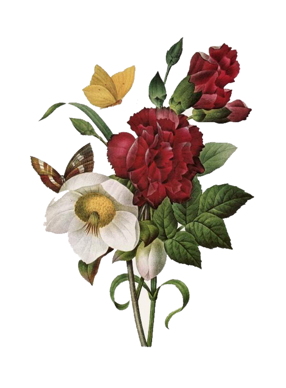 Beautiful Plant Flower Most Amazoncom Flowering Flowers PNG Image