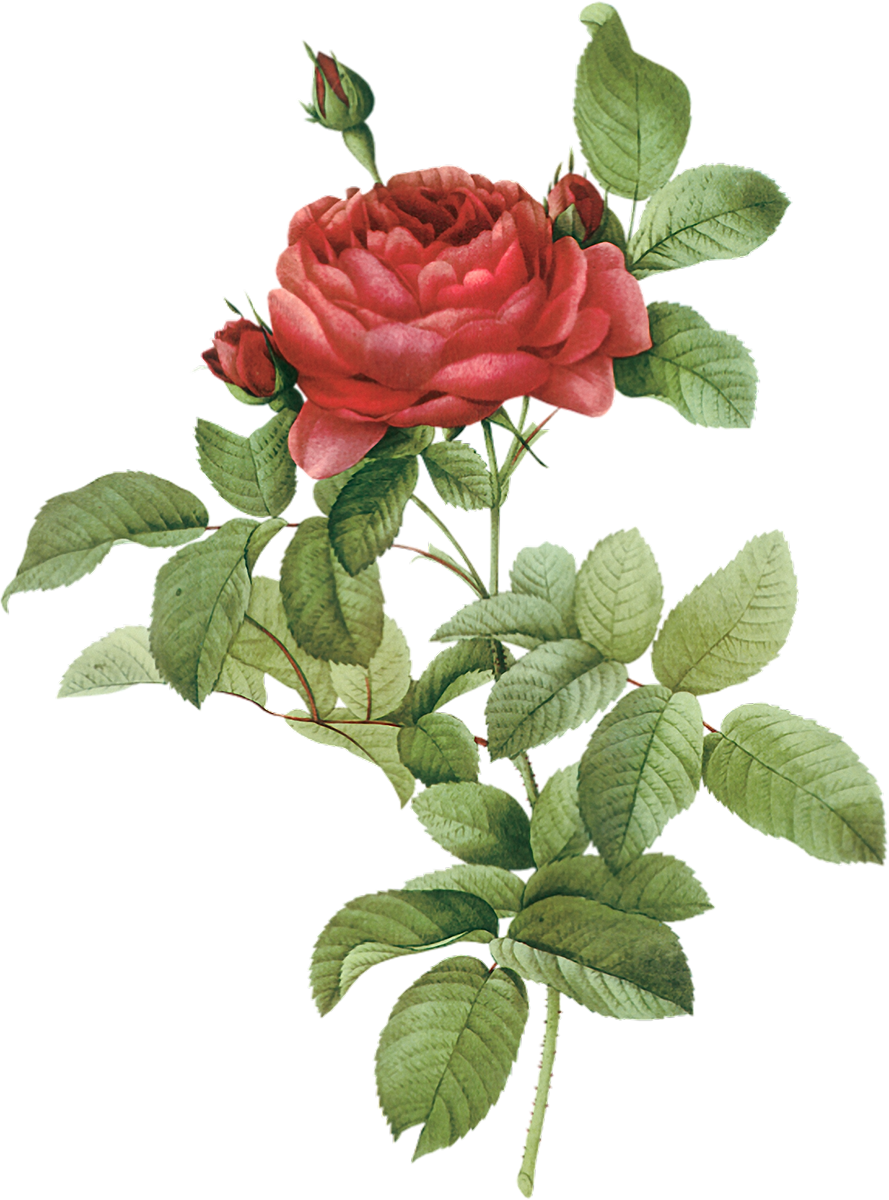 Botany Flower Rose Illustration French Botanical PNG Image