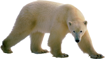 Polar Bear Png Clipart PNG Image