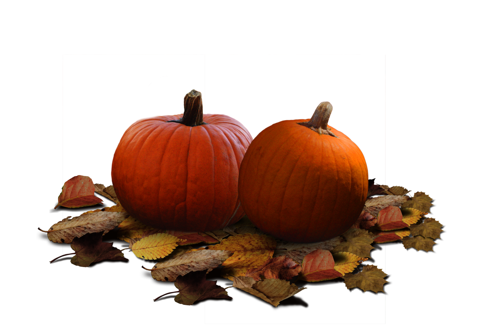 Real Pumpkin Clipart PNG Image