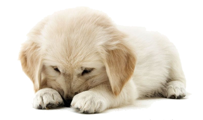 Golden Retriever Puppy Clipart PNG Image