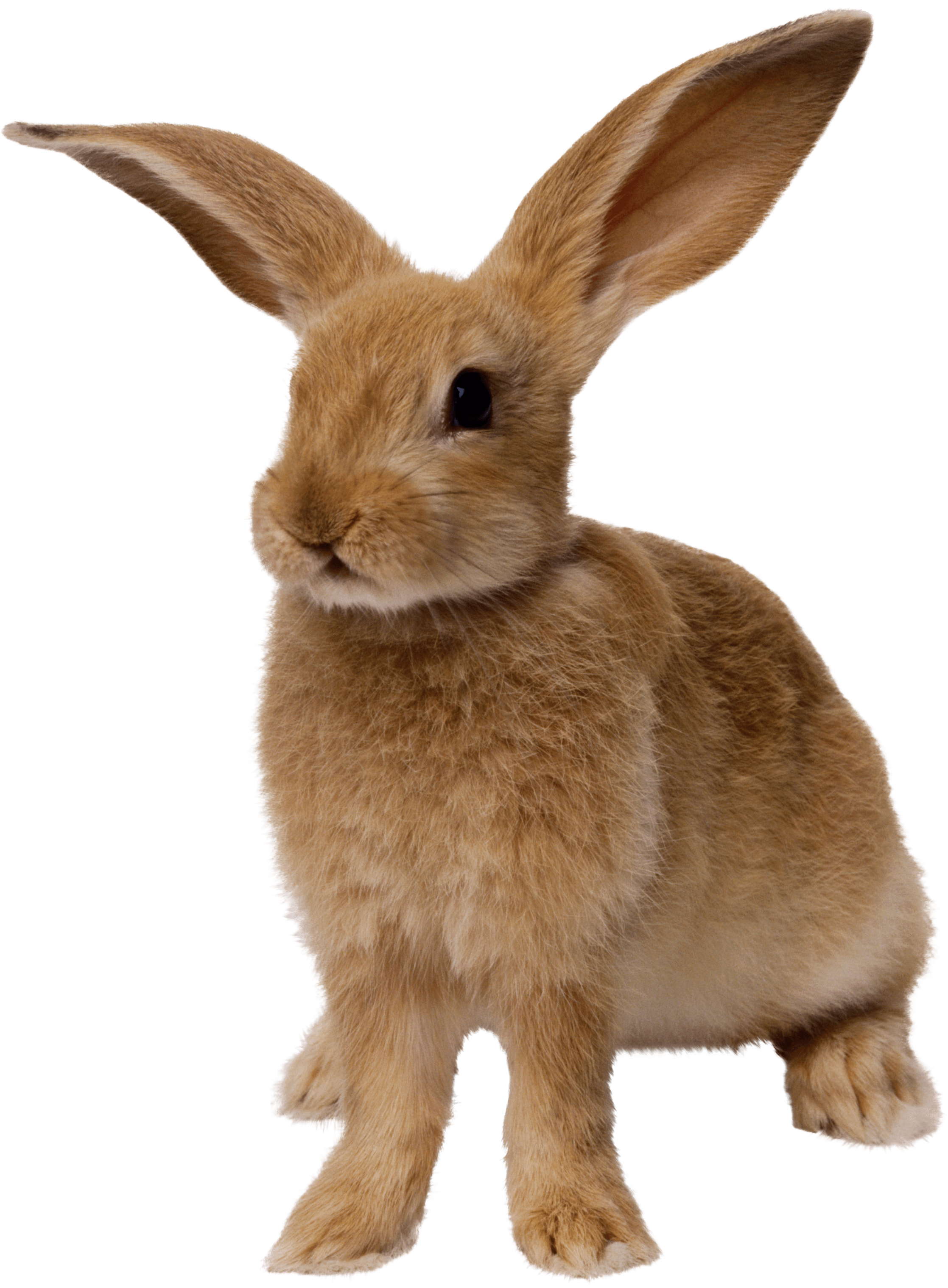 Rabbit Png Image PNG Image