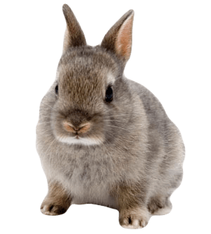 Rabbit Png Image PNG Image