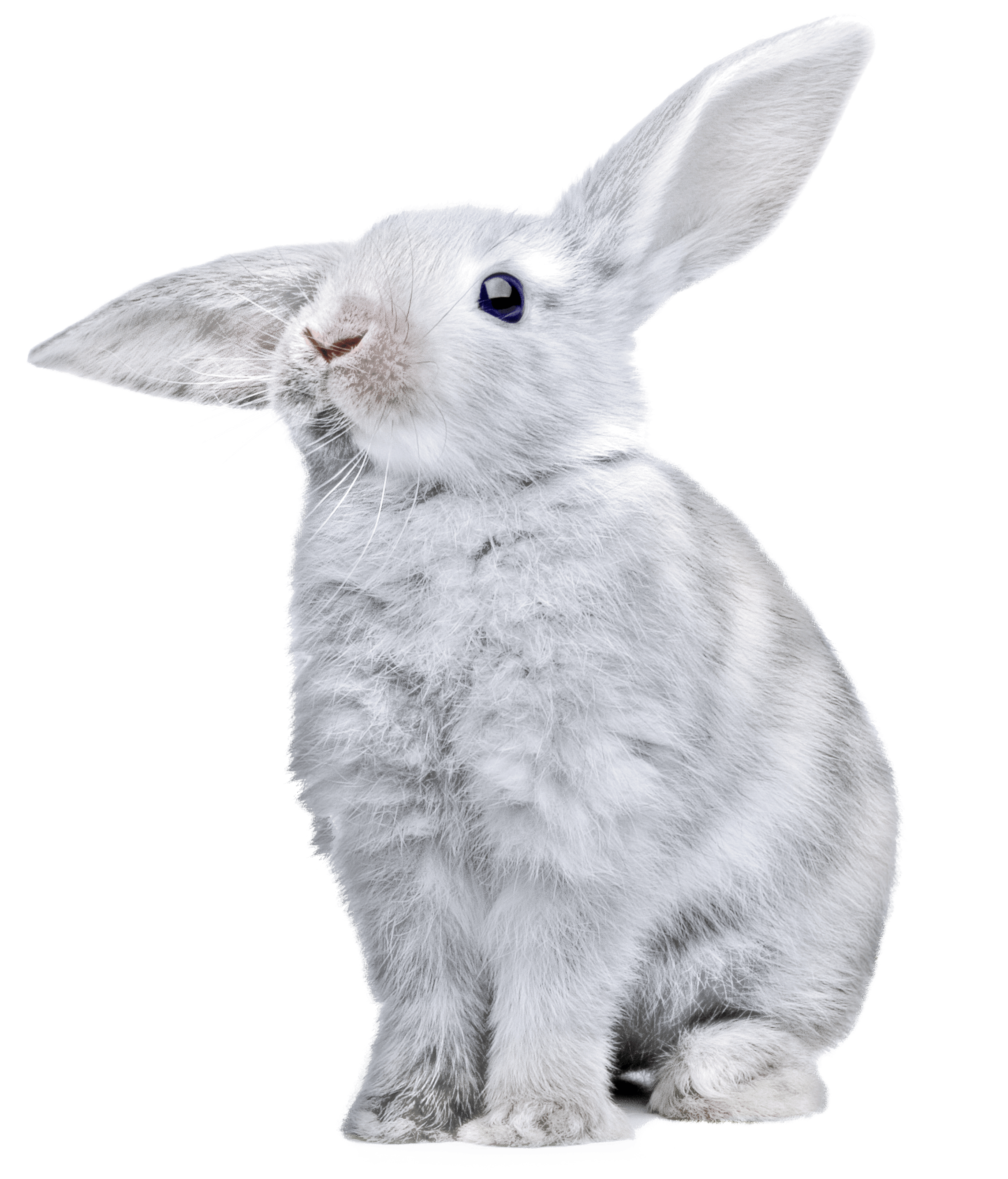 White Rabbit Png Image PNG Image