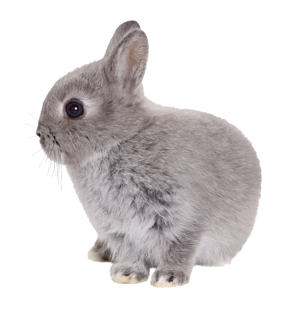 Easter Rabbit Transparent PNG Image