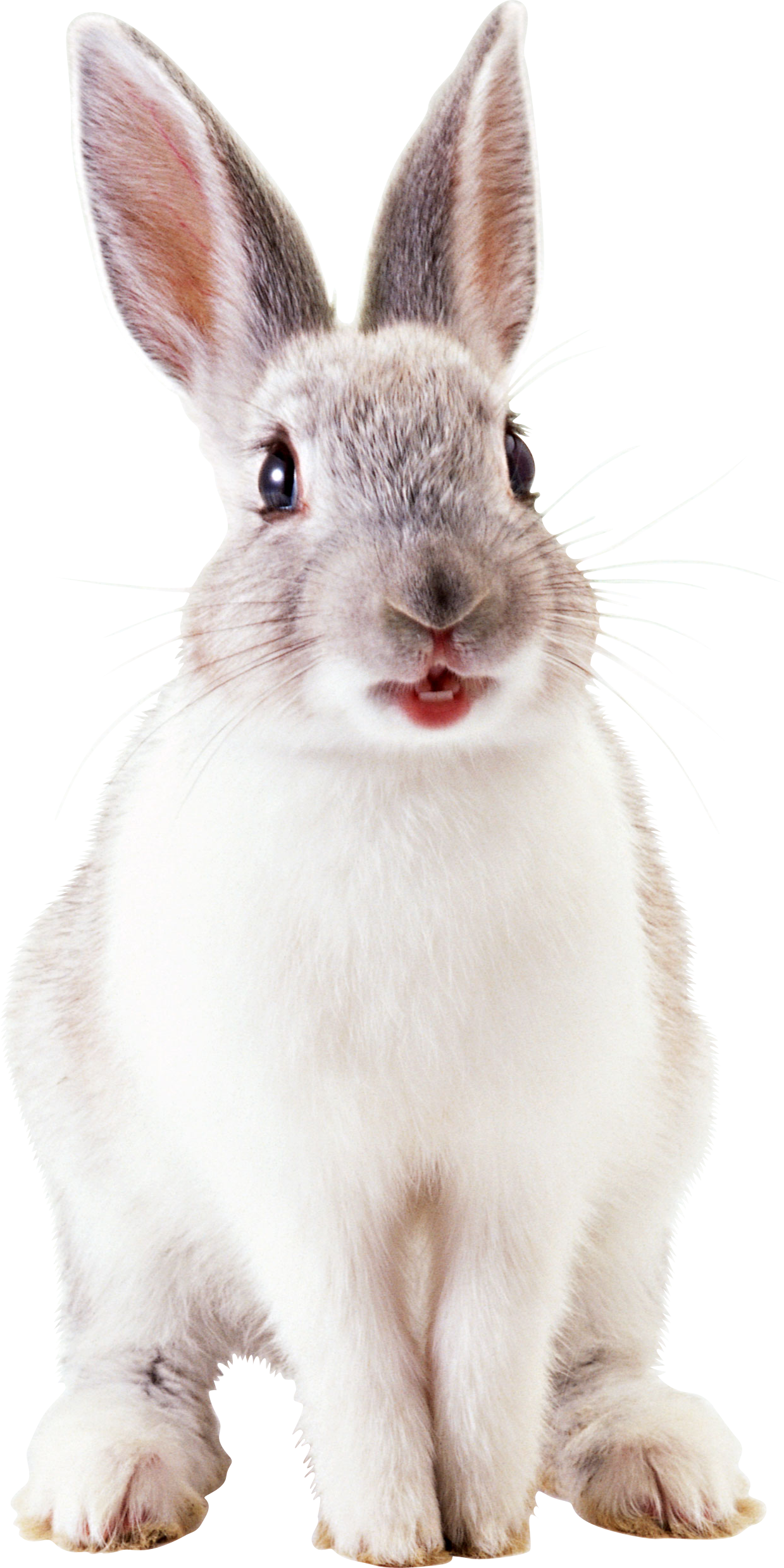 White Rabbit File PNG Image