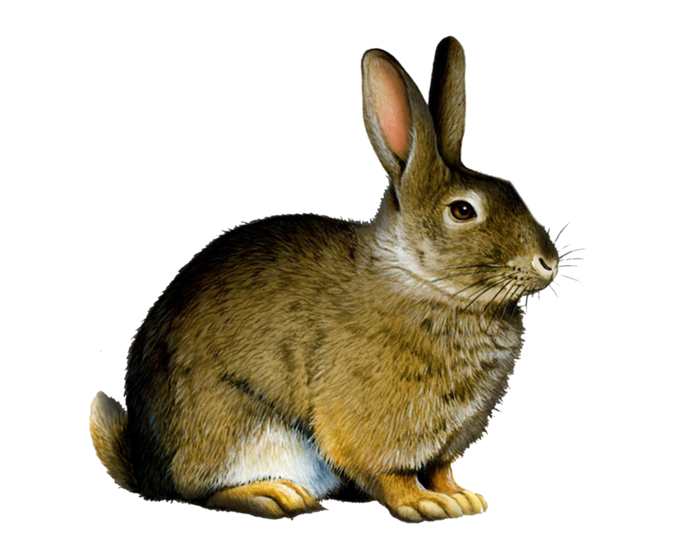 Bunny Rabbit PNG Image