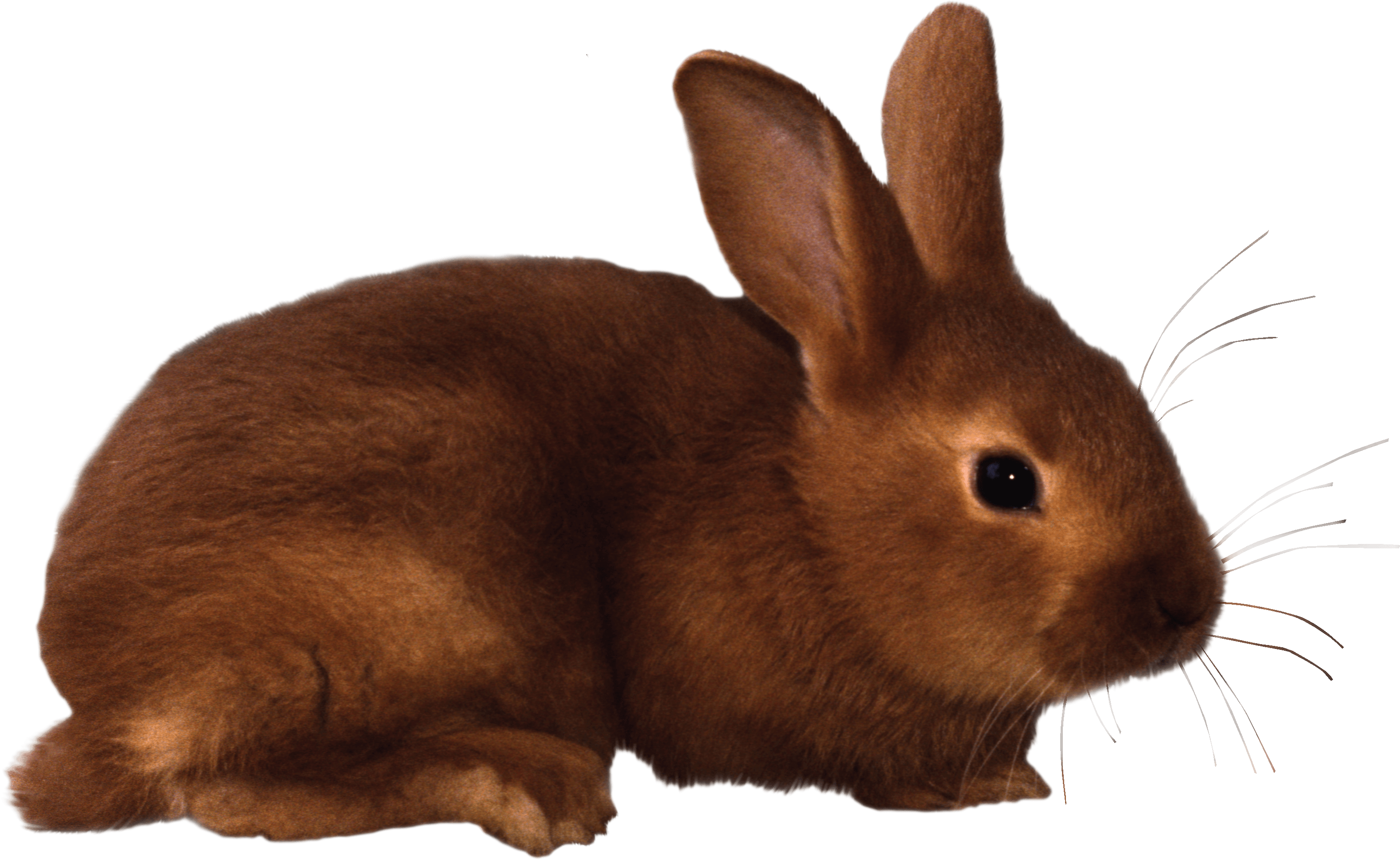 Rabbit Png Image PNG Image