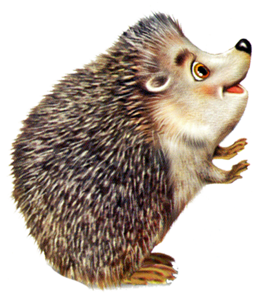 Porcupine Rodent Animal Baby Hedgehog Hedgehogs PNG Image