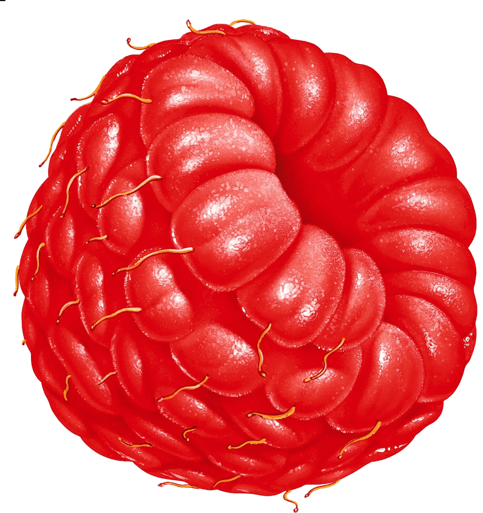 Rraspberry Png Image PNG Image