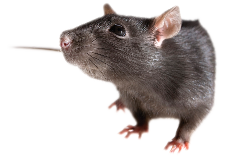 Rat Free Download Png PNG Image