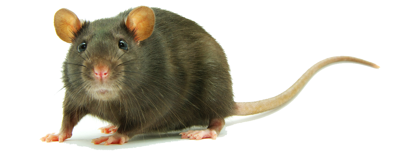 Rat Clipart PNG Image
