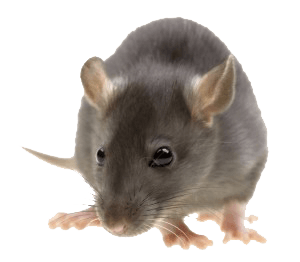 Mouse Rat Png Image PNG Image