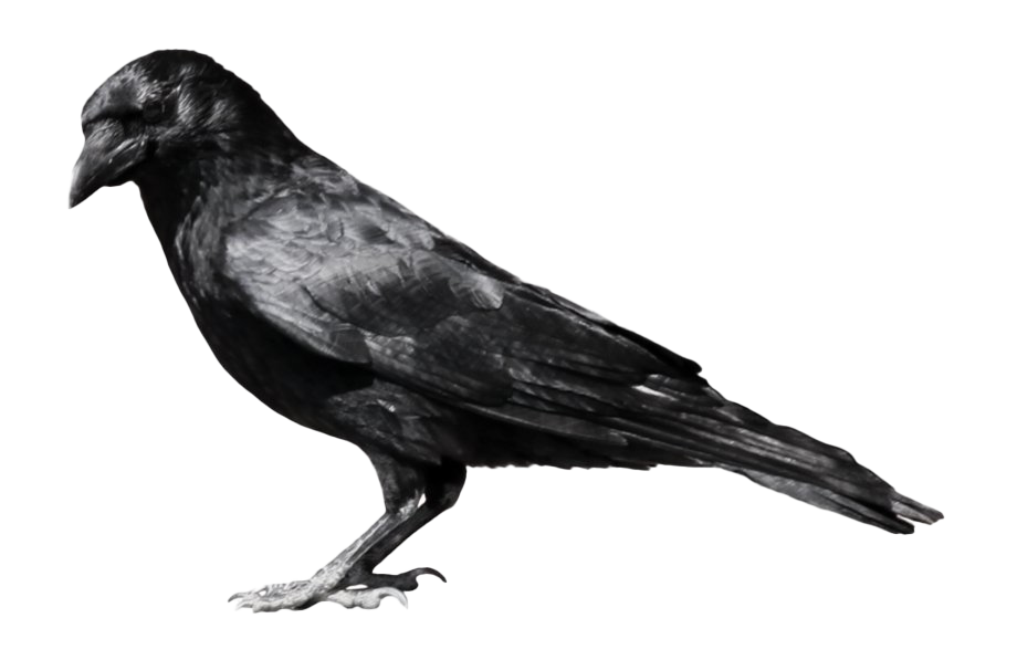 Raven Free Transparent Image HD PNG Image