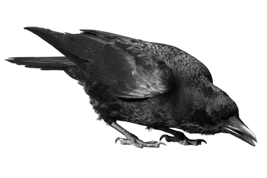 Raven Bird Image PNG Image