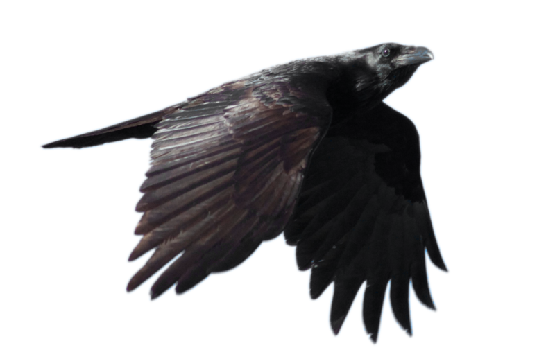 Raven Flying Free Download PNG Image