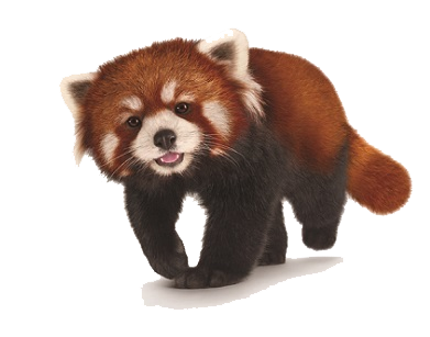 Red Panda Png Hd PNG Image