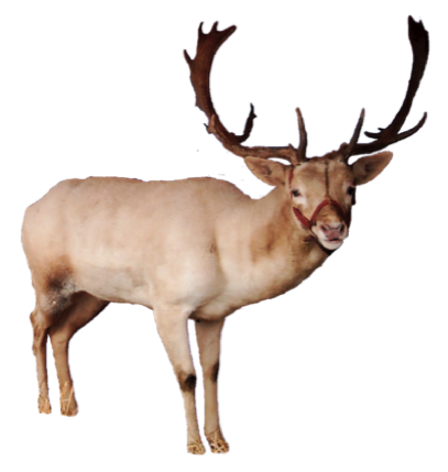 Reindeer Png Pic PNG Image