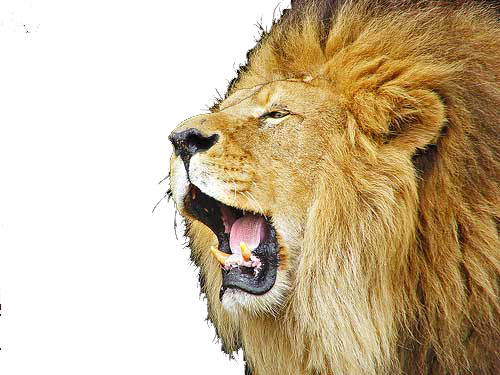 Lioness Roar Picture PNG Image