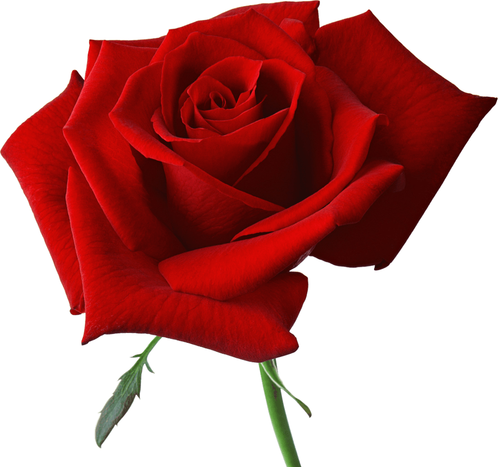 Red Rose Png Image Picture Download PNG Image