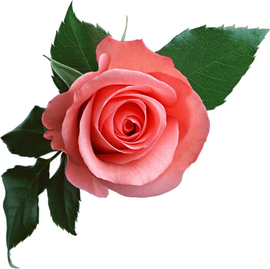 Pink Rose Png Image Picture Download PNG Image