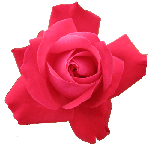 Rose Png Image Picture Download PNG Image