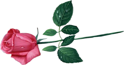 Pink Rose Transparent Image PNG Image