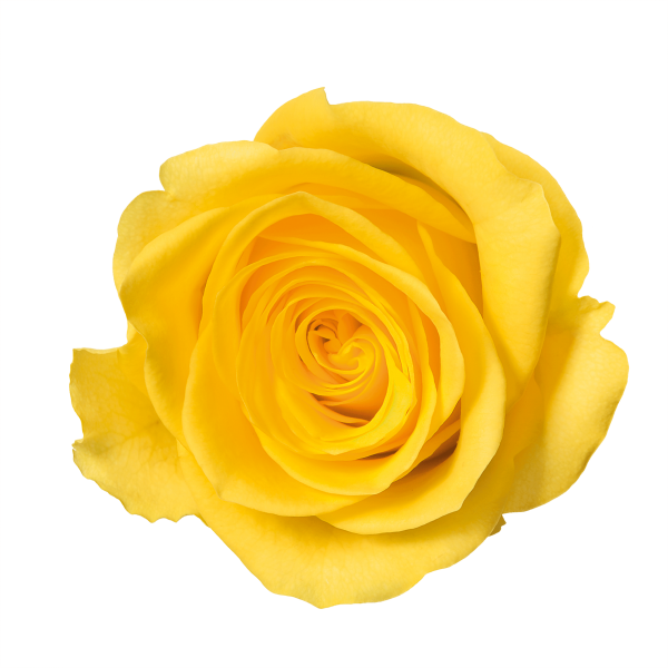 Yellow Rose Image PNG Image