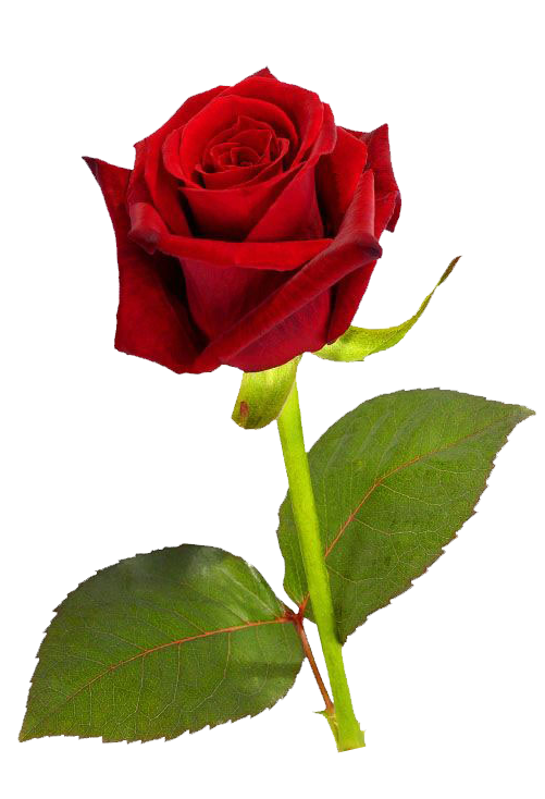Single Red Rose Hd PNG Image