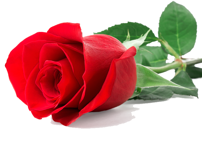 Single Red Rose PNG Image