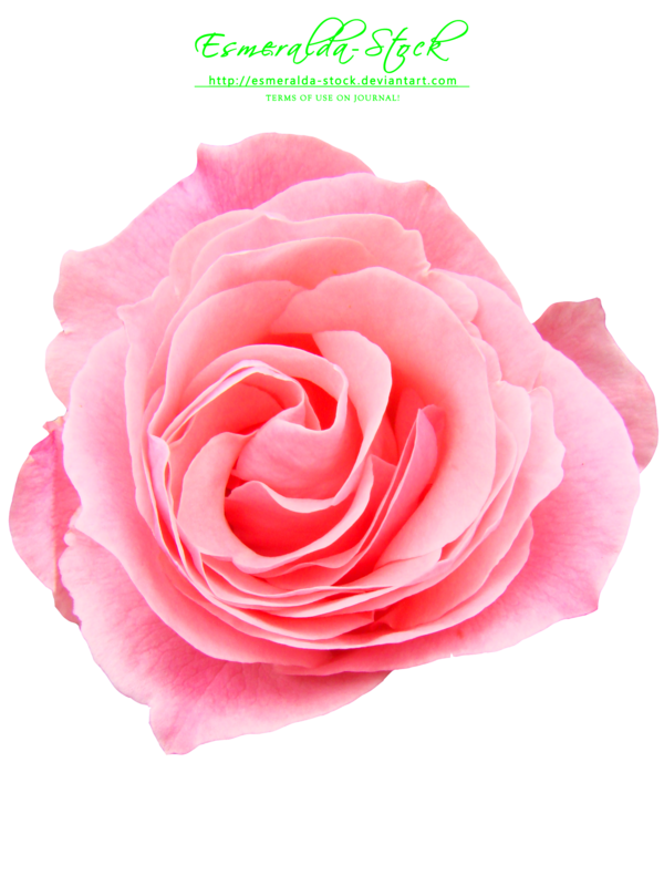 Pink Rose Free Download PNG Image