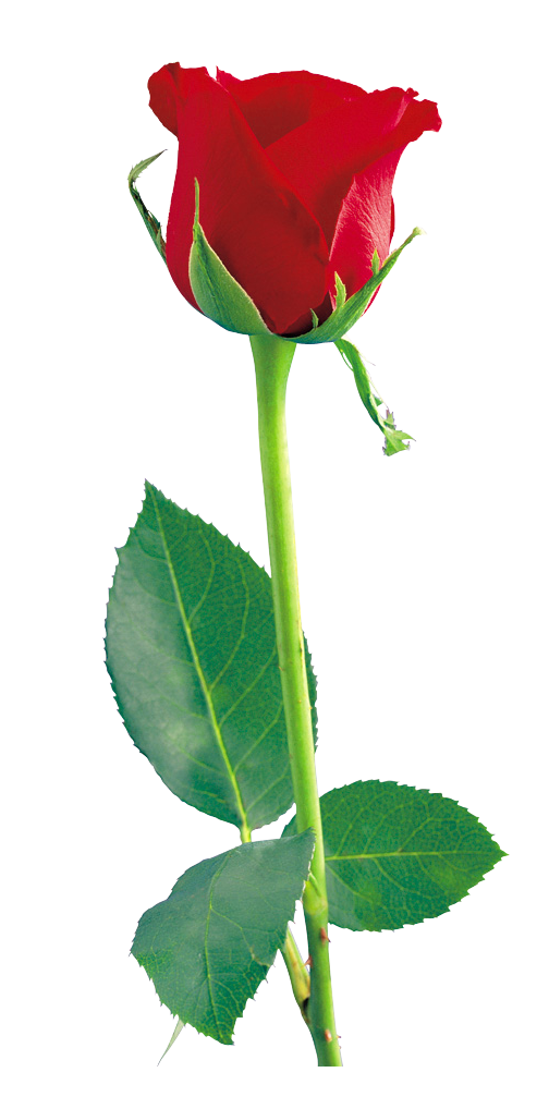 Single Red Rose File PNG Image