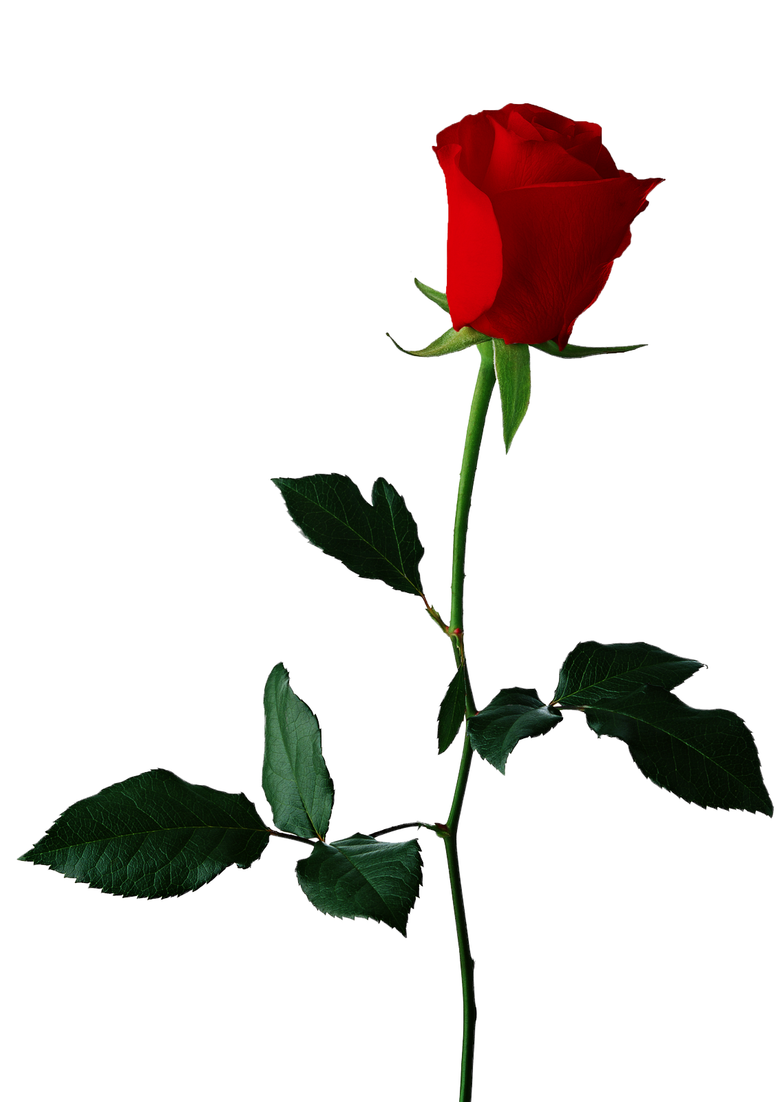 Single Red Rose Transparent Background PNG Image