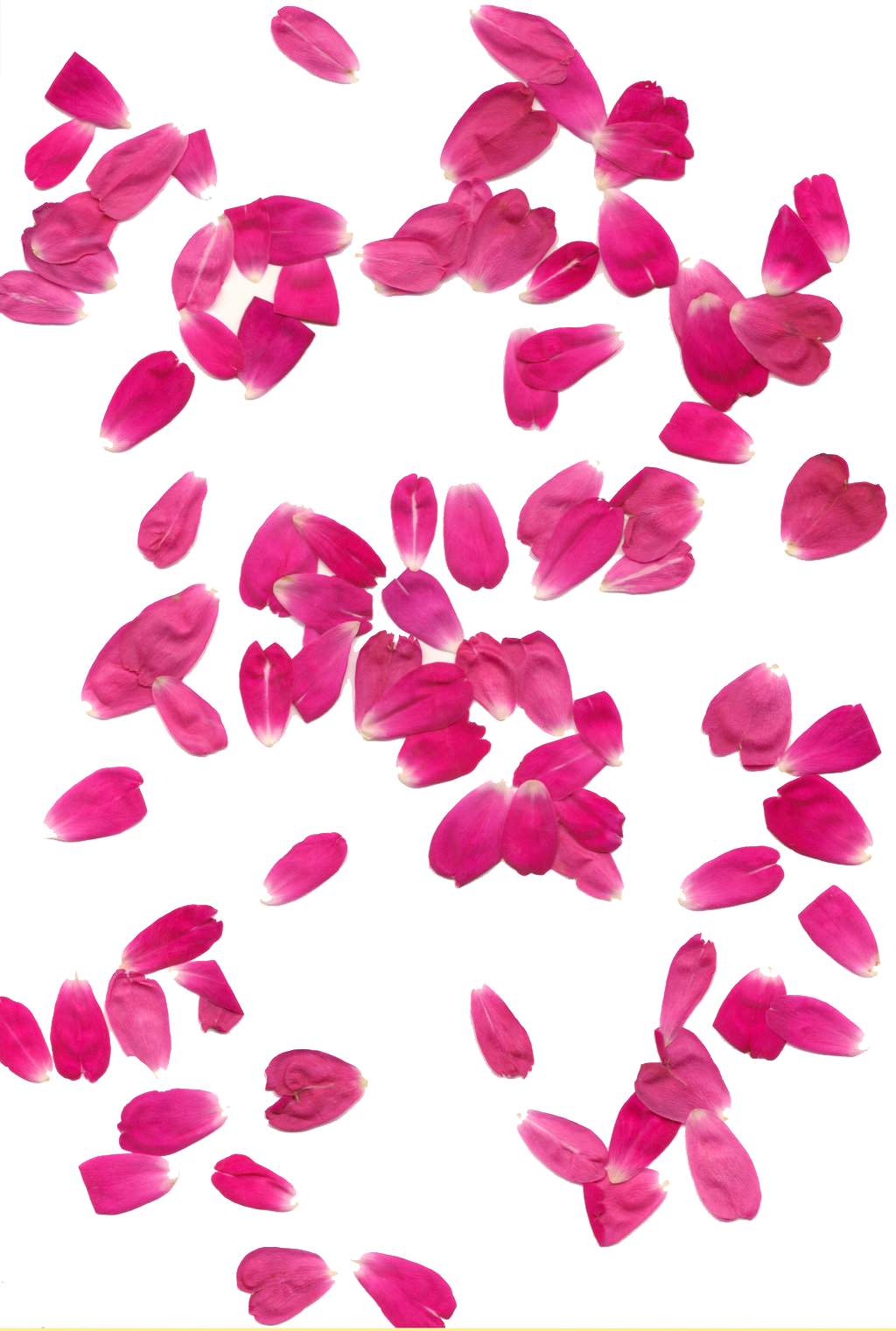 Rose Petals Transparent Background PNG Image