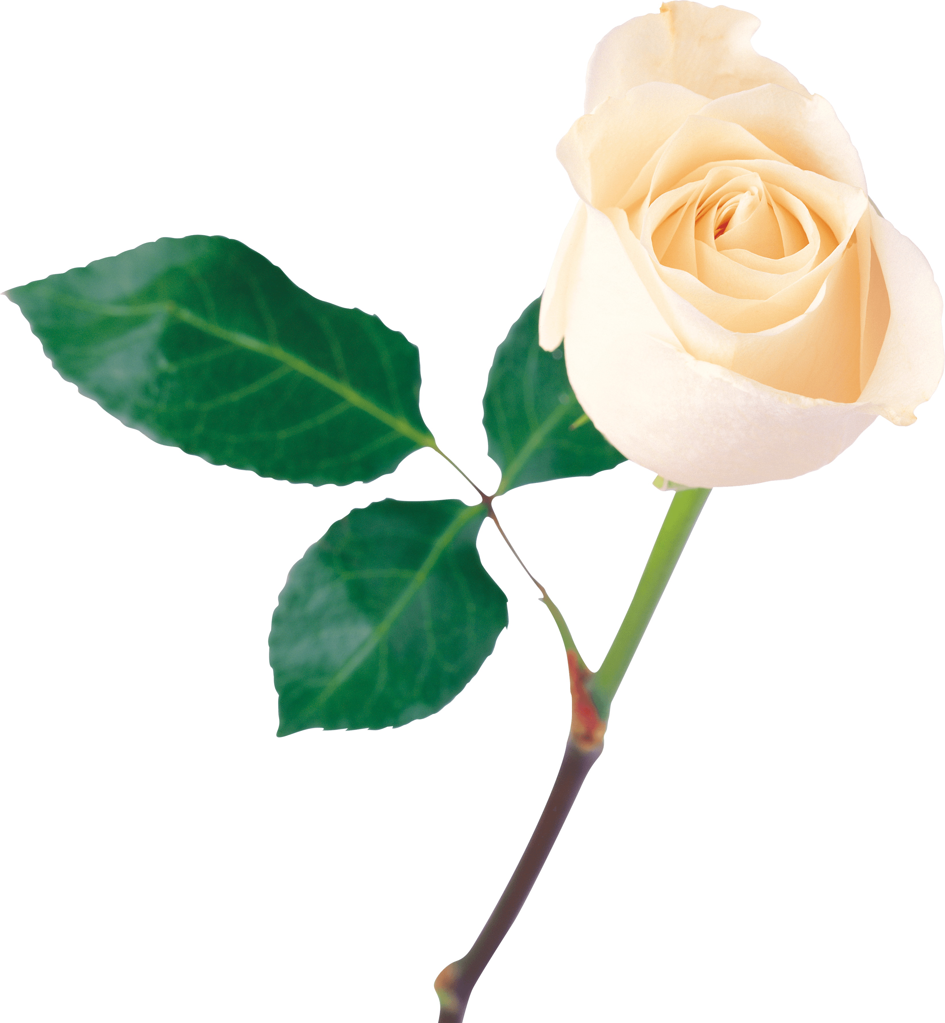 White Rose PNG Image