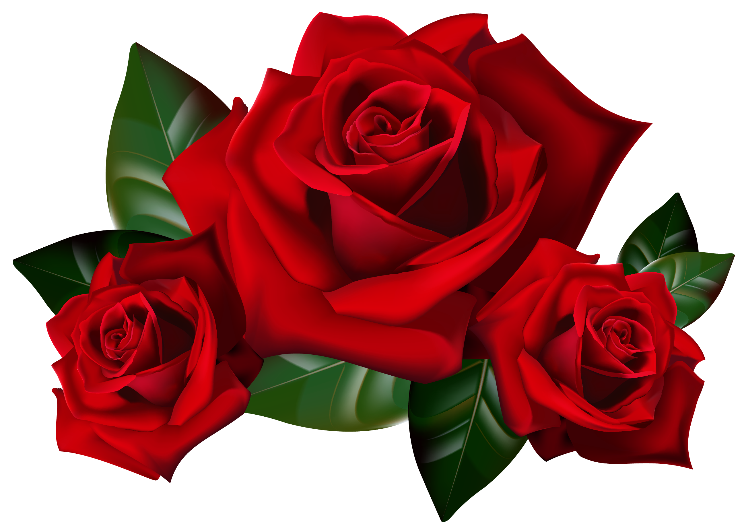 Red Rose Transparent Image PNG Image