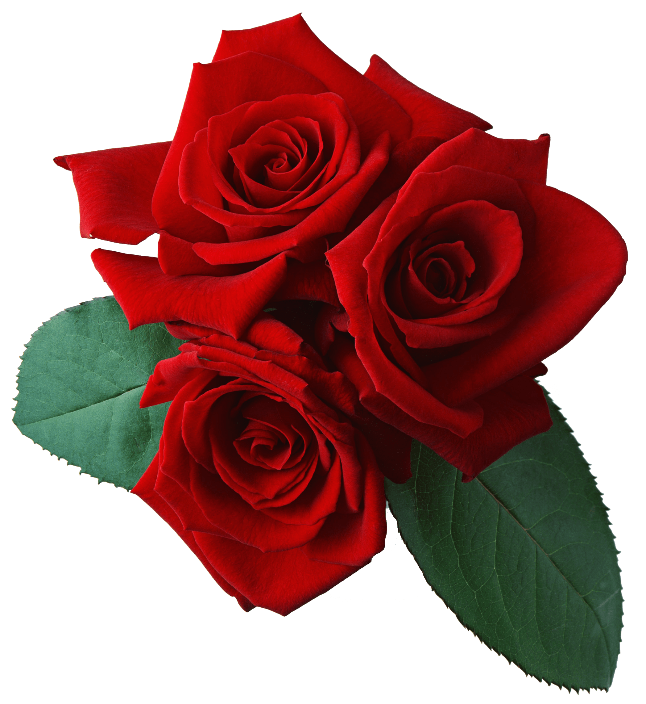 Rose Png Image Picture Download PNG Image