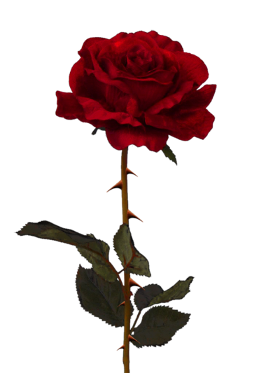 Rose Free Png Image PNG Image