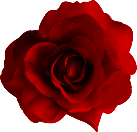 Red Rose Png Image Picture Download PNG Image