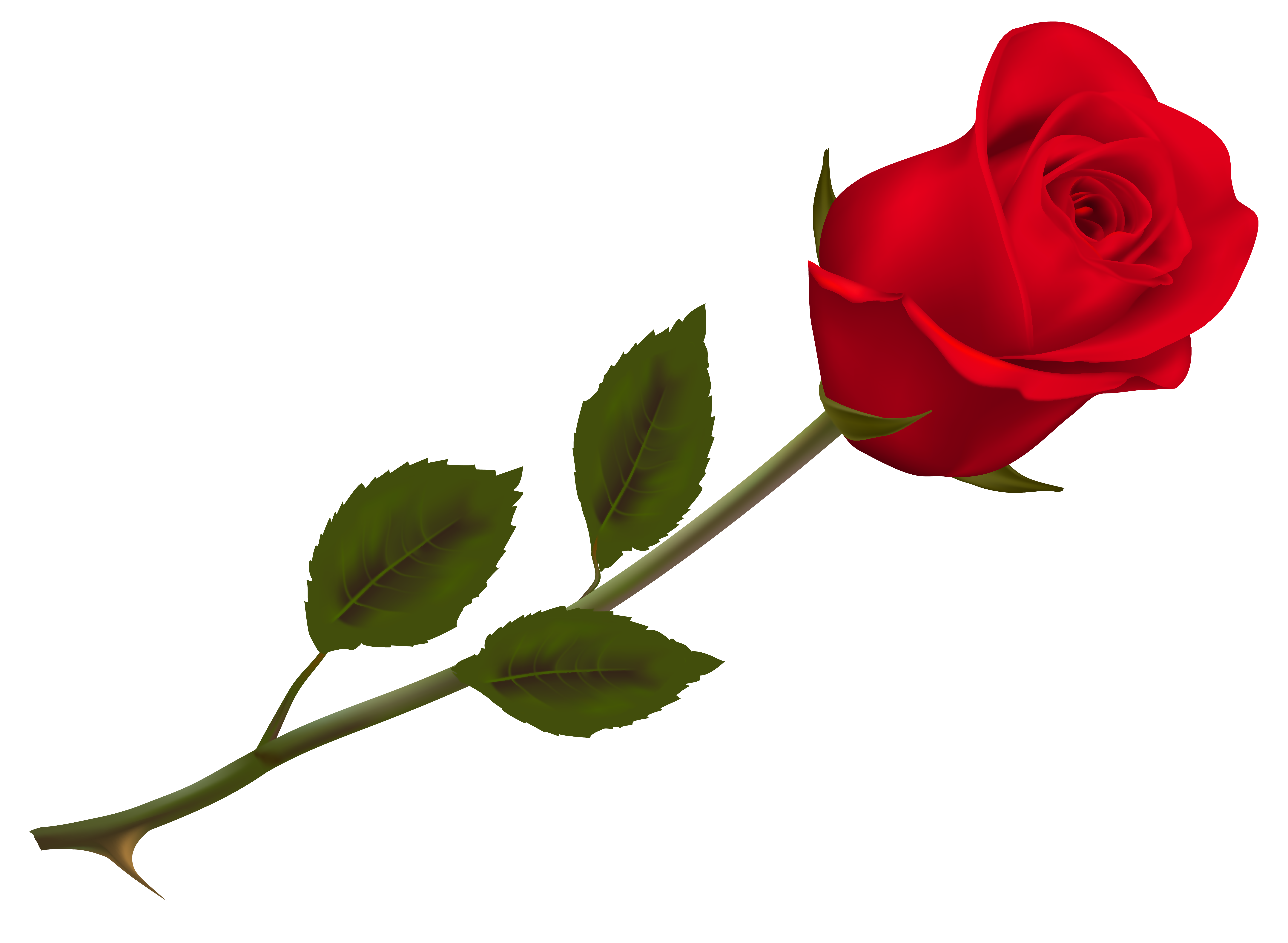 Beautiful Picture Rose Wallpaper Transparent Red PNG Image