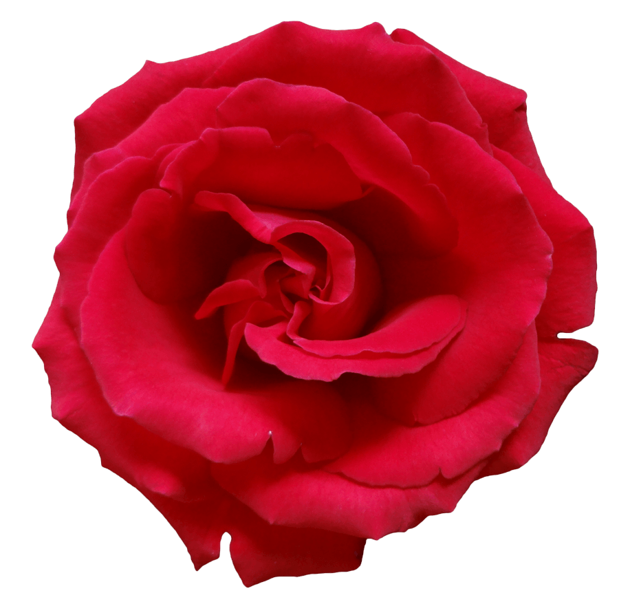 Rose Png Image Picture Download PNG Image