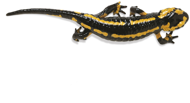 Salamander Photos PNG Image