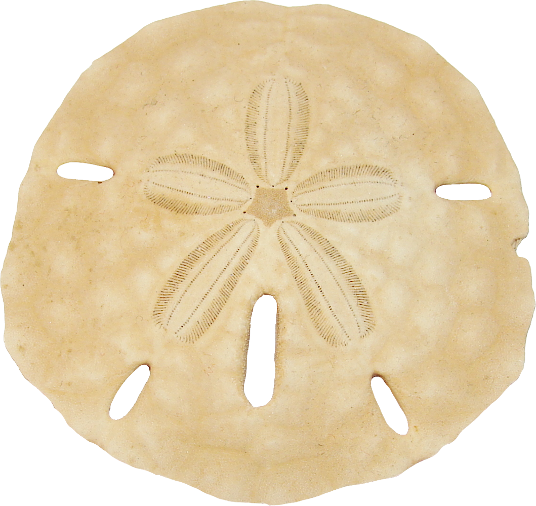Dollar Sand Keyhole Free HQ Image PNG Image