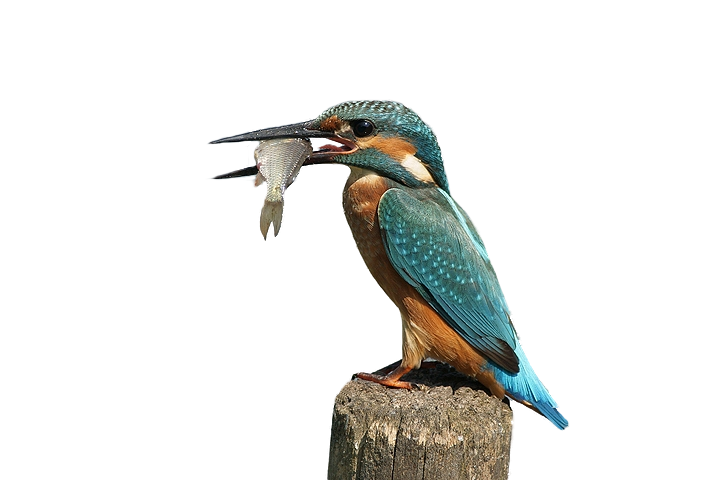 Kingfisher Images Free Transparent Image HD PNG Image