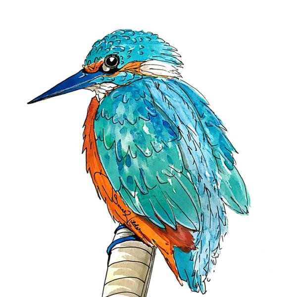 Kingfisher Picture HQ Image Free PNG PNG Image