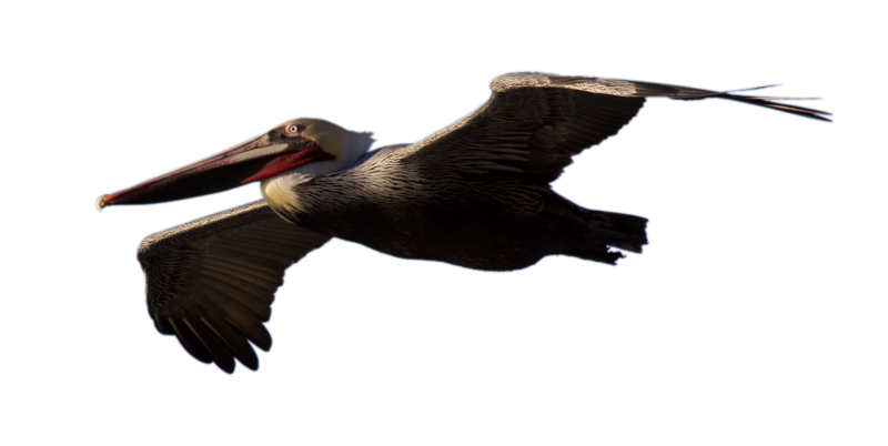 Pelican Image Download Free Image PNG Image