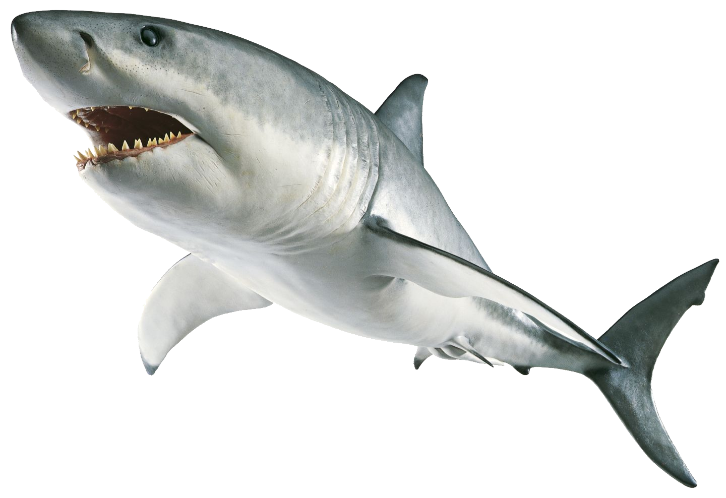 Shark Aquatic Nemo PNG File HD PNG Image