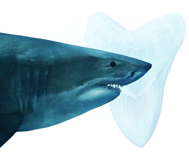 Megalodon Shark Face Free HQ Image PNG Image