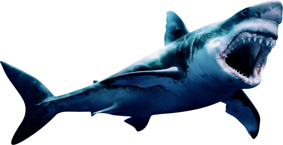 Megalodon Shark Face HQ Image Free PNG Image