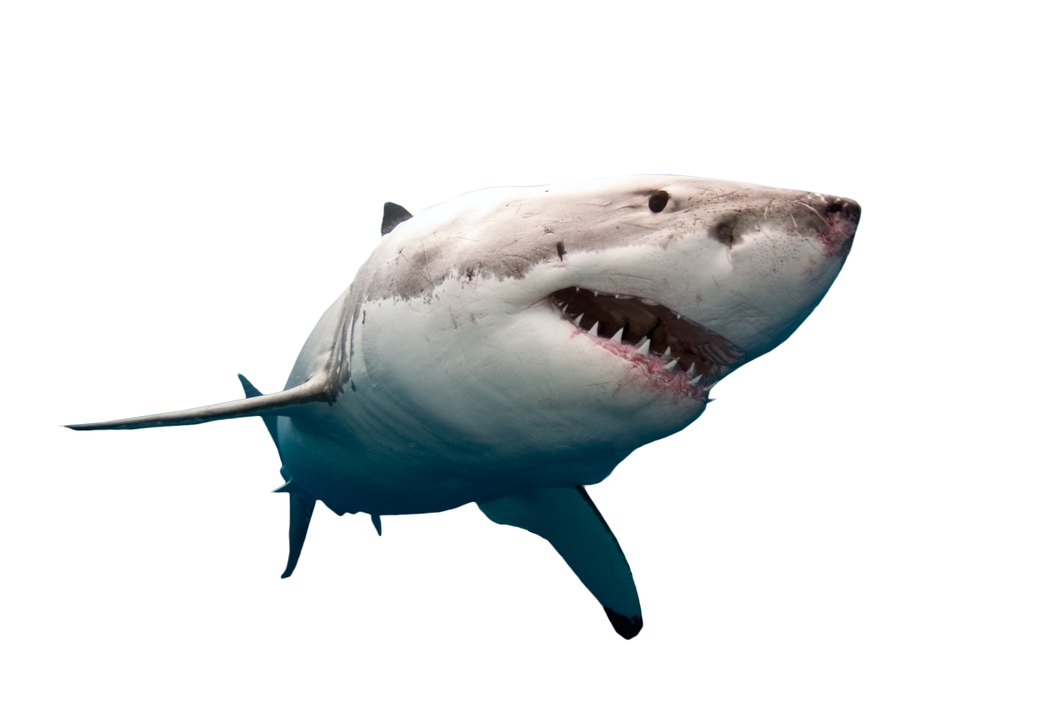 Megalodon Shark Pic Face Free PNG HQ PNG Image